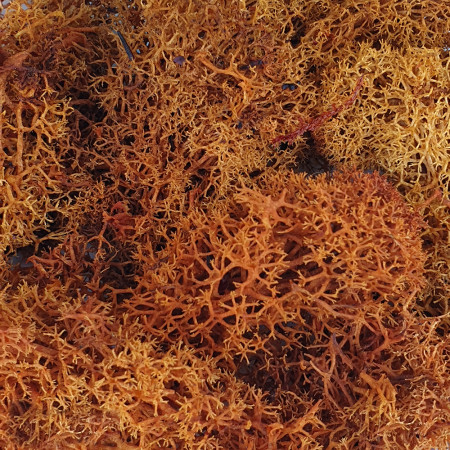 Καφέ Βρύα 25 gr