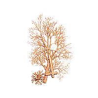 Large Tree with branches
