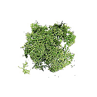 Green moss bag 12 gr