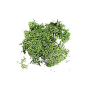 Green moss bag 12 gr