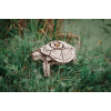 000976 - Turtle με Κίνηση - Hobbycity.gr - EWA ECO-WOOD-ART