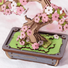 TG415 - Sakura Bonsai - Hobbycity.gr - RoLife