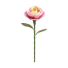 Pink Camellia 