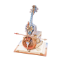 Magic Cello Mechanical Music Box ~ Κουρδιστό - Βαμμένο
